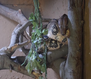 serpiente